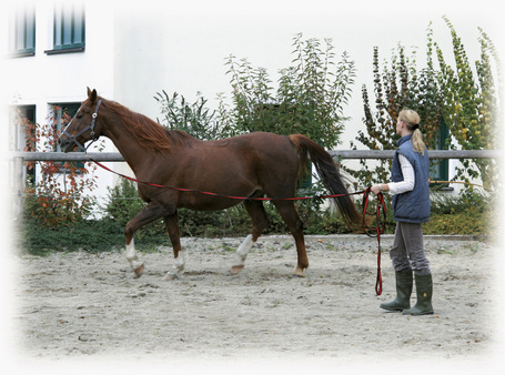 Kerbl Softlonge futószár