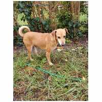 Bubu, 10 éves, szuka #3