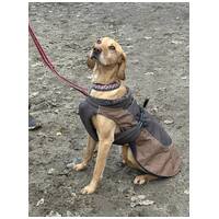 Zsömi lány kutyus gazdit keres #3