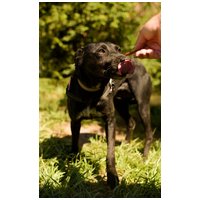 Eperke, 5 éves, 47 cm magas, szuka #2