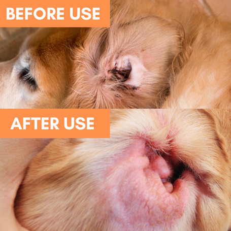 OurDogsLife fültisztító kendő kutyáknak