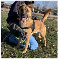 Lucky, egy éves, kan #3