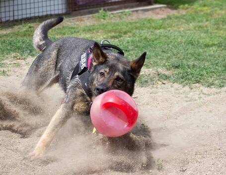 Lady, ivartalanított szuka