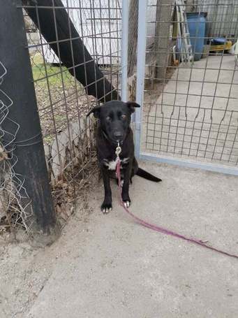 Cleo, 1 éves, 52 cm magas, szuka