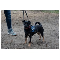 Robin, ivartalanított lányka gazdit keres #11