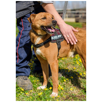 Csoma, 5 éves, 40 cm magas, ivartalanított kan #9