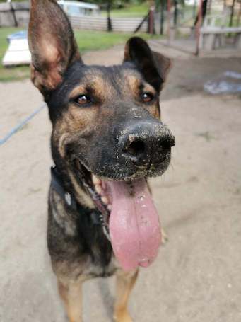 Kajla, 4 éves, 65 cm magas, kan