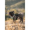 Montana Dog francia bulldog kutyahám zöld színben
