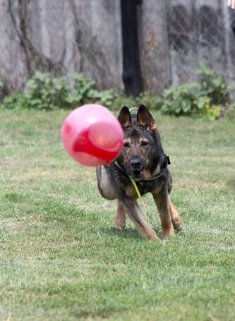 Lady, ivartalanított szuka
