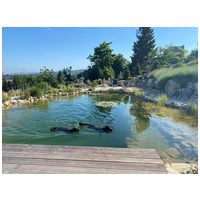 Greenman Pond tóápoló és algagátló #3