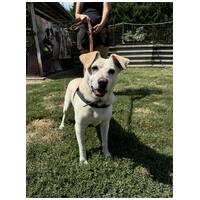 Amy, ivartalanított szuka kutyus #10