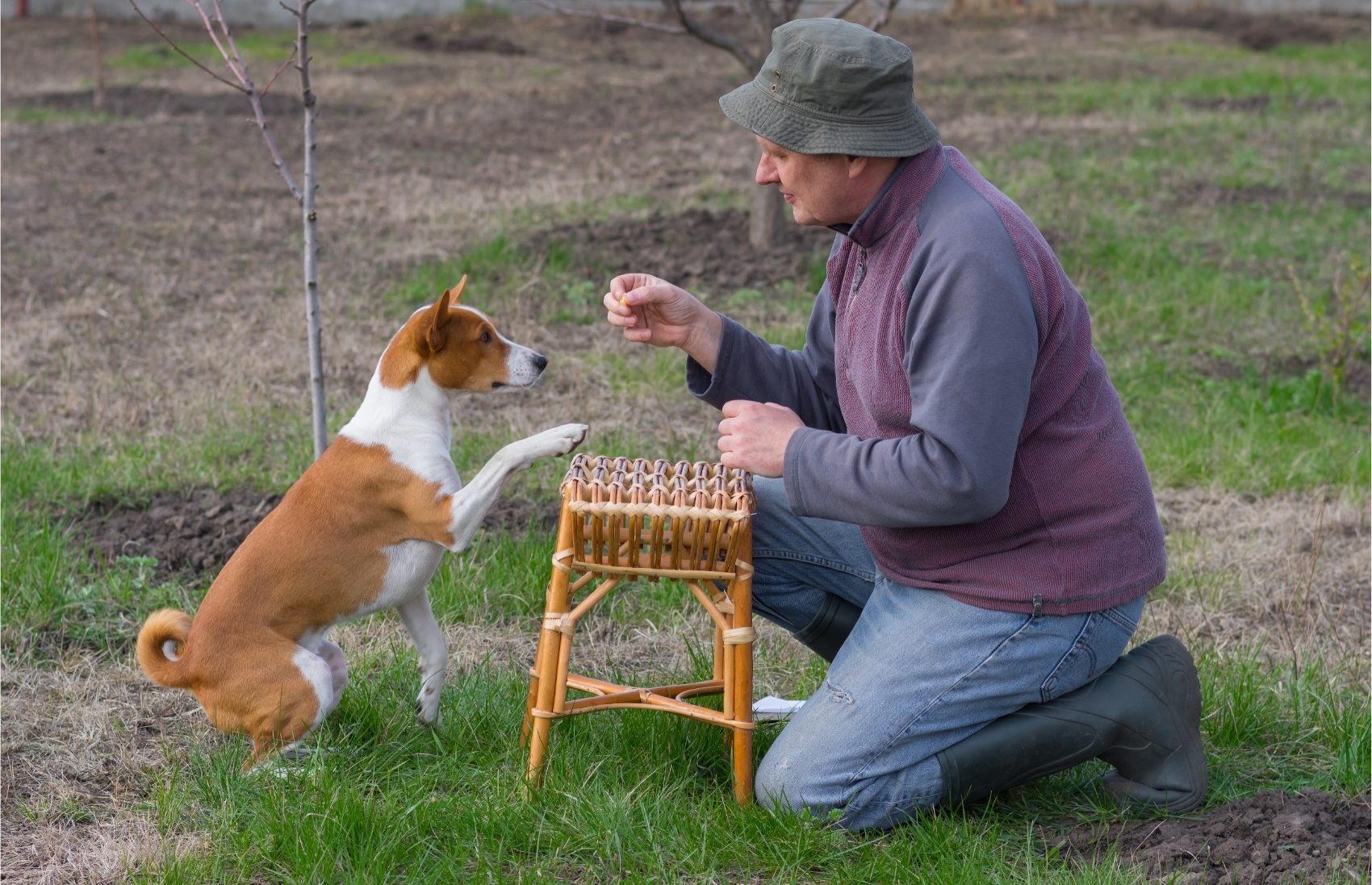 Basenji kutya tanítása