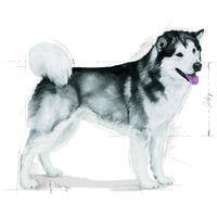 Royal Canin Maxi Joint Care - Száraz táp az izületek egészségéért, nagytestű felnőtt kutyák részére #9