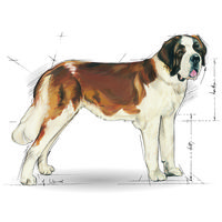 Royal Canin Giant Junior - óriás testű kölyök kutya száraz táp #9