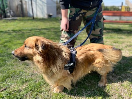 Bernhard, 2 éves kan