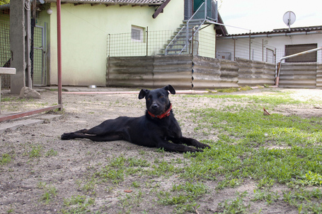 Lilien kutyus gazdit keres