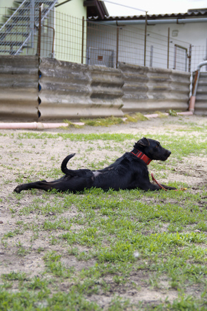 Lilien kutyus gazdit keres