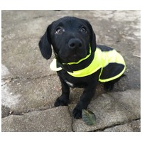 Oszi, kölyök kutyus, kan #7