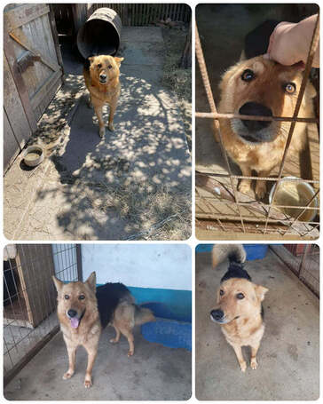 Sajó, 3 éves, 51 cm magas, németjuhász keverék, kan