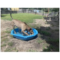 Vilinger, ivartalanított kan #11