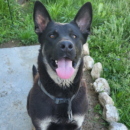 Aldo