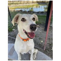 Vacak, egy éves, szuka #2