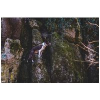 Yutipet RnD párnázott biztonsági kutyahám (Kék) #11