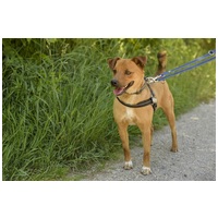 Csoma, 5 éves, 40 cm magas, ivartalanított kan #6