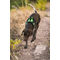 Montana Dog hálós kutyahám zöld színben