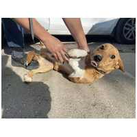 Chino, 7 hónapos keverék kisfiú #2