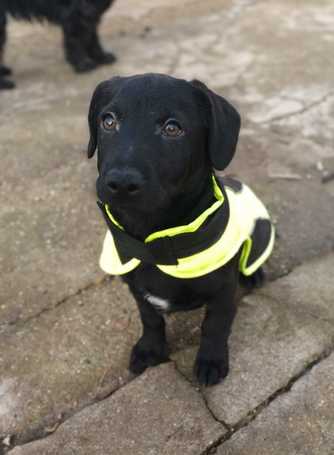 Oszi, kölyök kutyus, kan