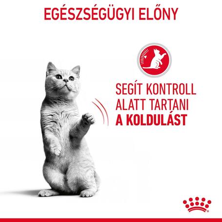 Royal Canin Appetite Control Care - Zselés nedves táp felnőtt macskák részére az étvágy szabályozásának segítésére