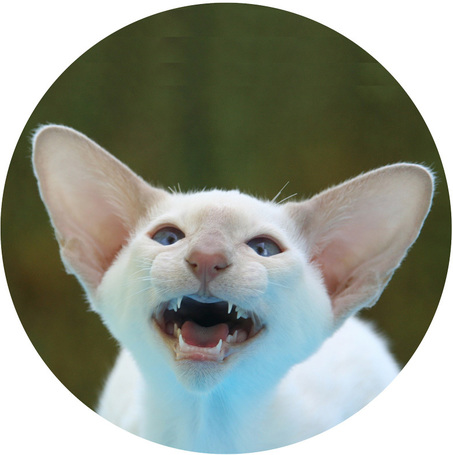 Fülápolók macskáknak