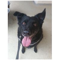 Cseni, 5 éves kan #3