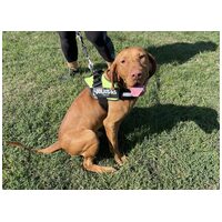 Bingo, két éves, kan #6