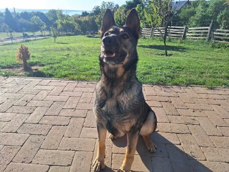 Lady, ivartalanított szuka