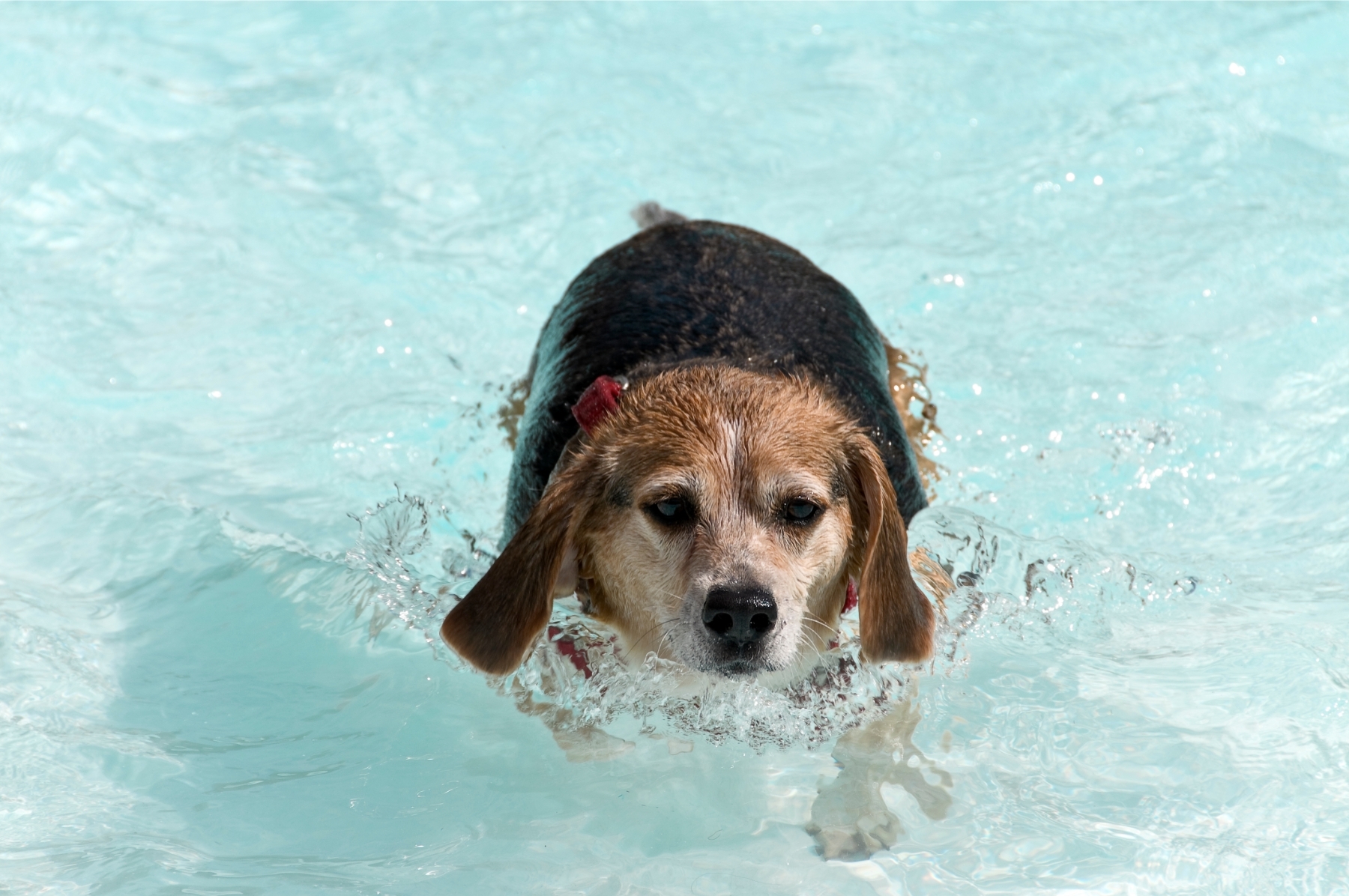 Beagle úszik a medencében