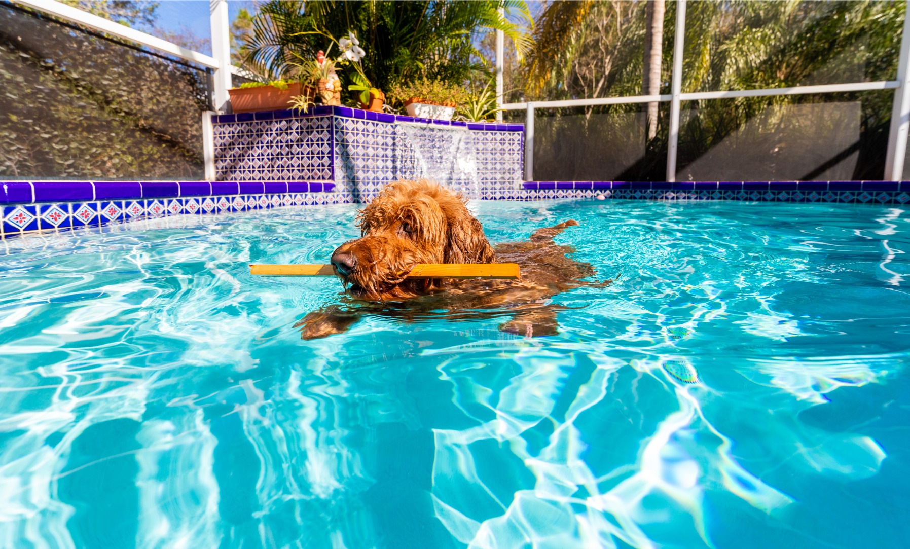 Gooldendoodle úszik a medencében