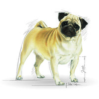 Royal Canin Pug Adult - Mopsz felnőtt kutya száraz táp #8