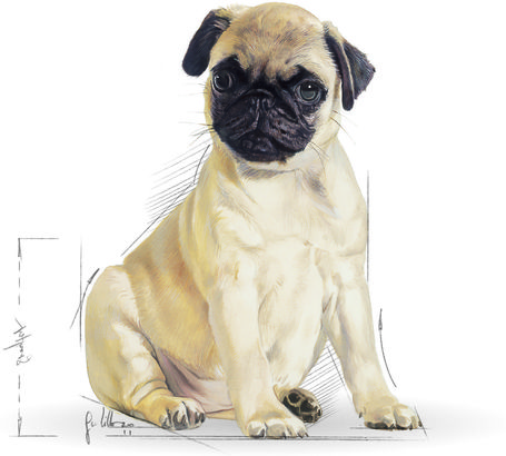 Royal Canin Pug Junior - Mopsz kölyök kutya száraz táp
