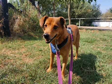 Misi, ivartalanított kan