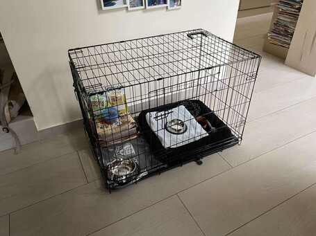 Szöszi, 5 éves ivartalanított lányka