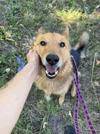 Sajó, 7 éves ivartalanított németjuhász keverék kan