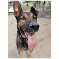 Kajla, 4 éves, 65 cm magas, kan #3