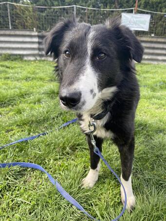 Drukker, ivartalanított kan kutya, gazdit keres