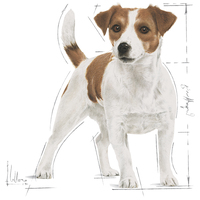 Royal Canin Mini Adult - Kistestű felnőtt kutya száraz táp #3