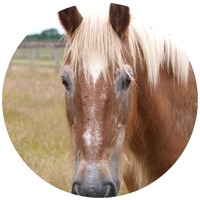 Equimins B-Plus  Soluție de vitamina B pentru cai
