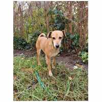 Bubu, 10 éves, szuka #2