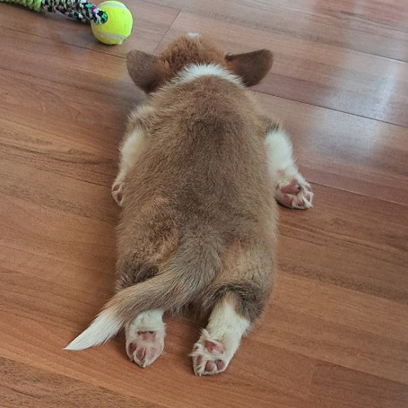 Taz