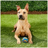 Chuckit! Ultra Squeaker Ball #4